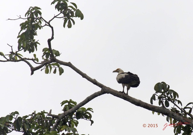 013 LOANGO 2 Akaka Riviere Rembo Ngove Nord Oiseau Aves Palmiste Africain Gypohierax angolensis 15E5K3IMG_106768wtmk.jpg